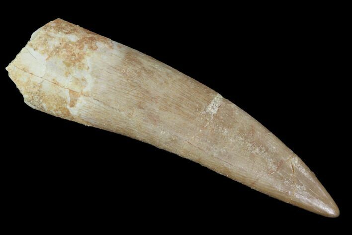 Fossil Plesiosaur (Zarafasaura) Tooth - Morocco #91295
